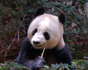 Panda 3_00017